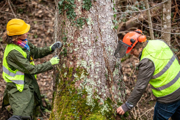 Best Stump Grinding and Removal  in Bridgeport, PA