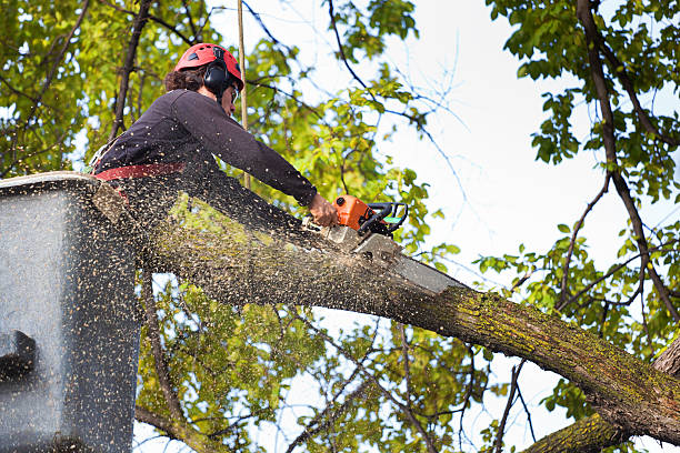 Best Tree Trimming and Pruning  in Bridgeport, PA